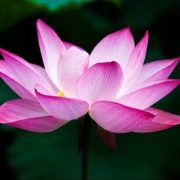 Qi gong online