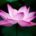 Qi gong online