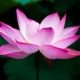 Qi gong online